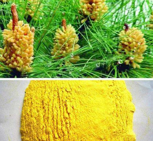 Organic Wild Raw 99% Shell-broken Pine Pollen Powder